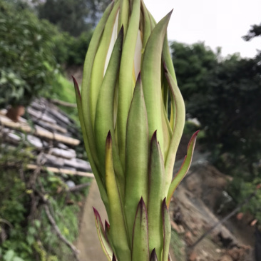 特色蔬菜（霸王花），对接商超，蔬菜批发市场，物流落地。