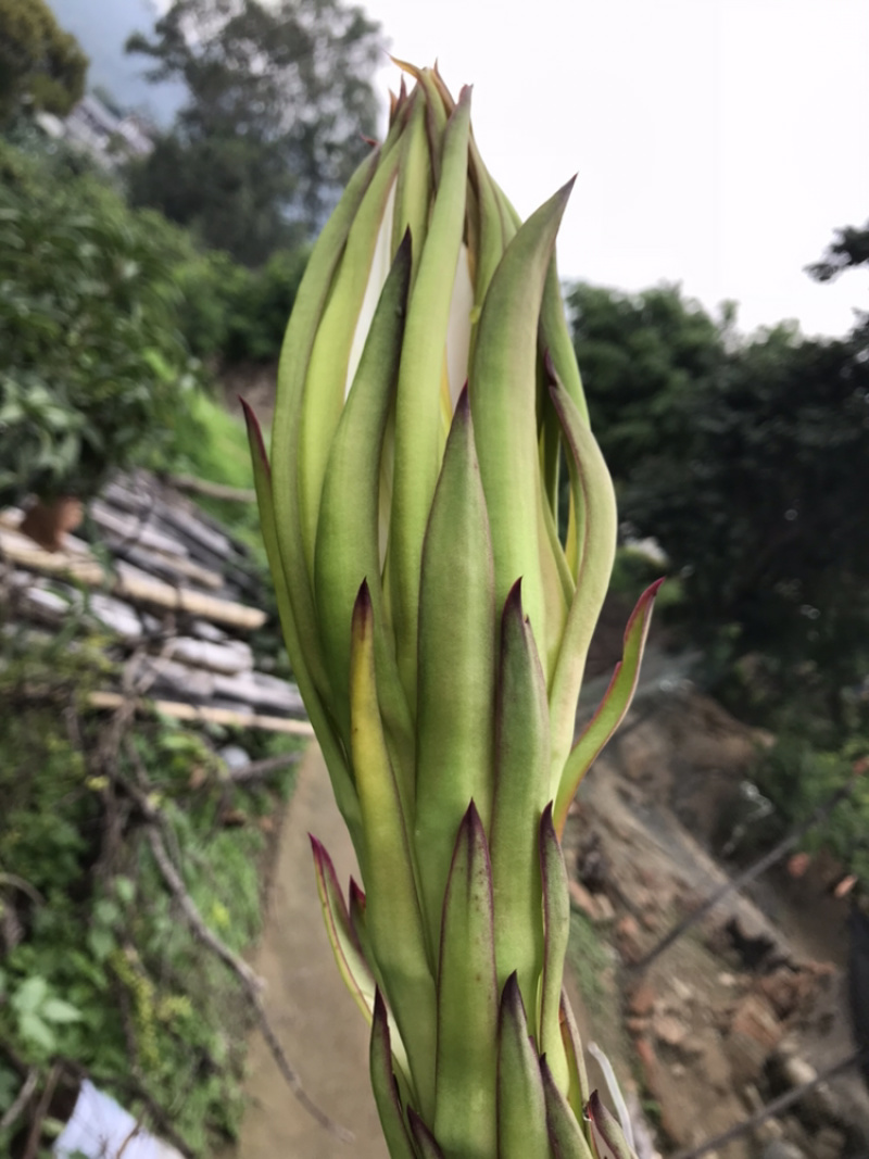 特色蔬菜（霸王花），对接商超，蔬菜批发市场，物流落地。