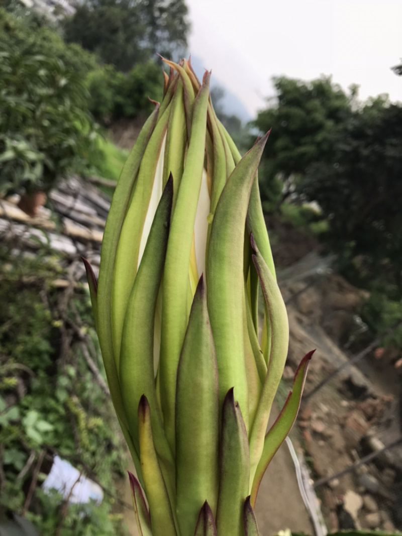 特色蔬菜（霸王花），对接商超，蔬菜批发市场，物流落地。