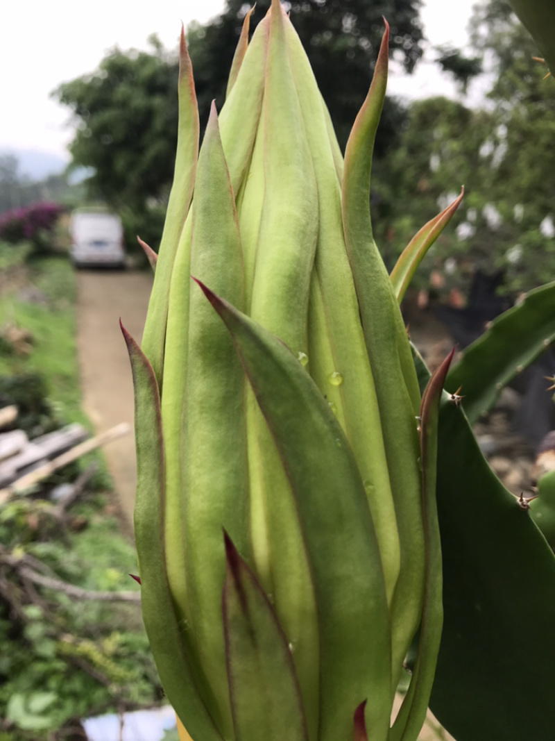 特色蔬菜（霸王花），对接商超，蔬菜批发市场，物流落地。