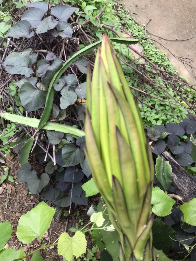 特色蔬菜（霸王花），对接商超，蔬菜批发市场，物流落地。