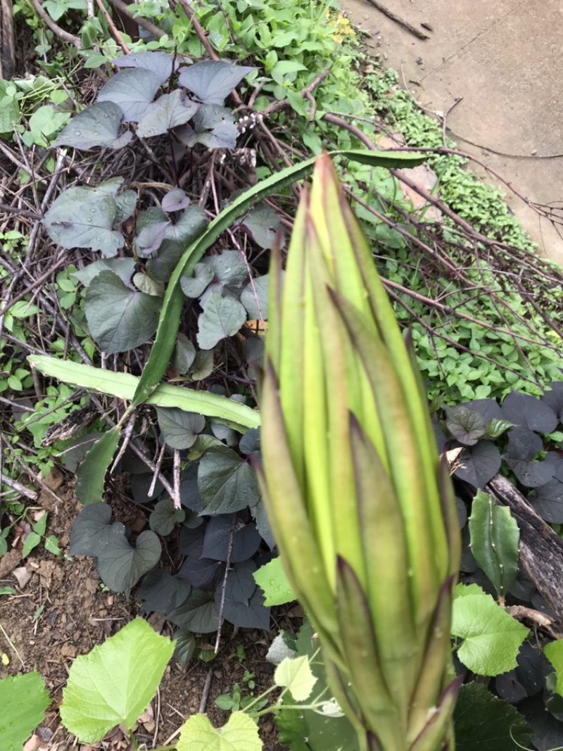 特色蔬菜（霸王花），对接商超，蔬菜批发市场，物流落地。