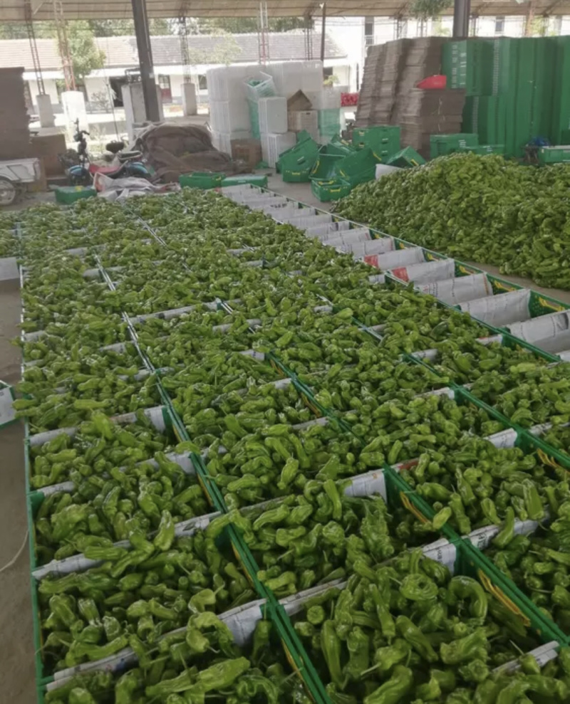 利川高山蔬菜芜湖椒支持线上交易可视频看货