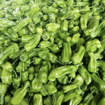 利川高山蔬菜芜湖椒支持线上交易可视频看货
