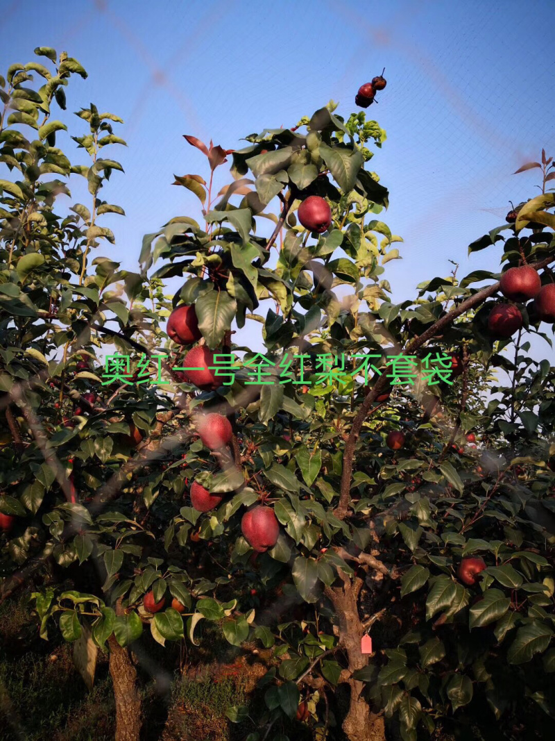 大量出售奥红一号全红梨苗规格齐全量大价优