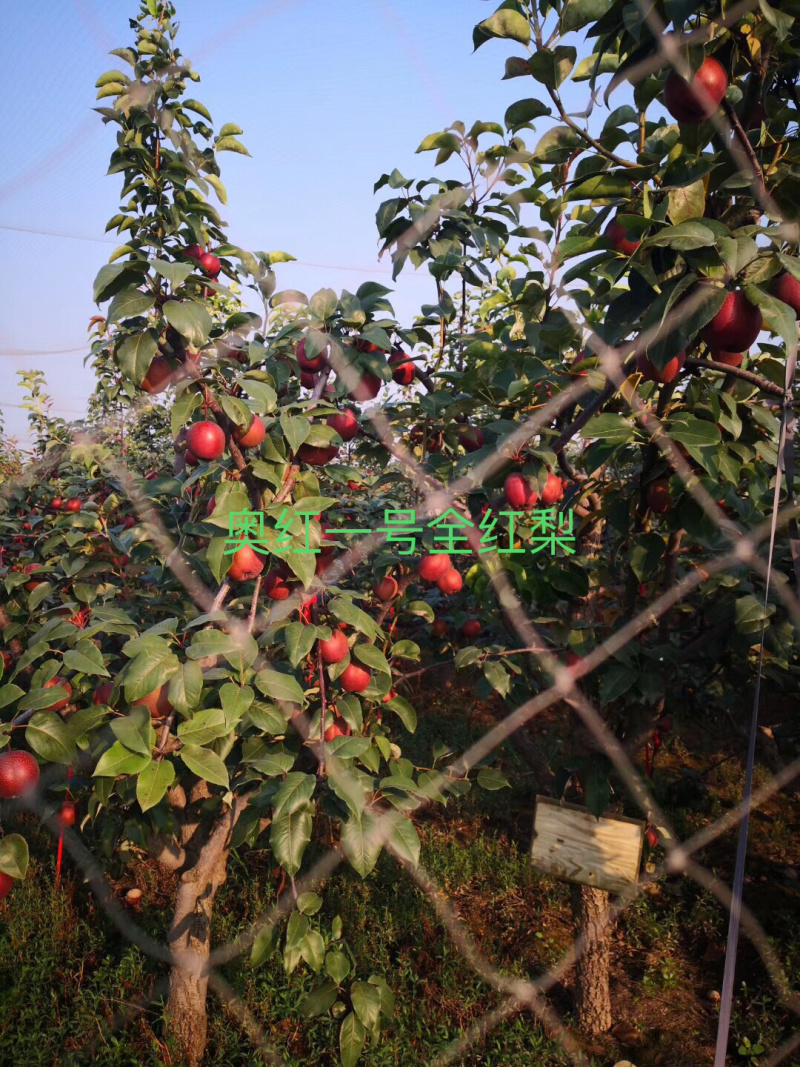 大量出售奥红一号全红梨苗规格齐全量大价优