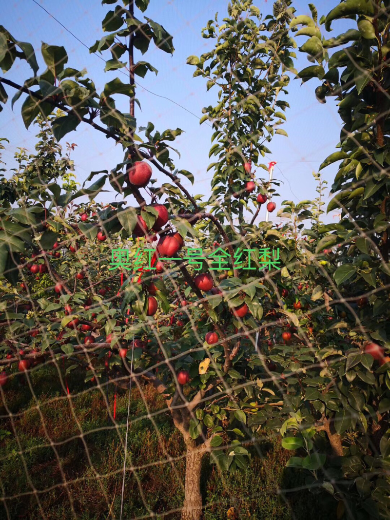 大量出售奥红一号全红梨苗规格齐全量大价优