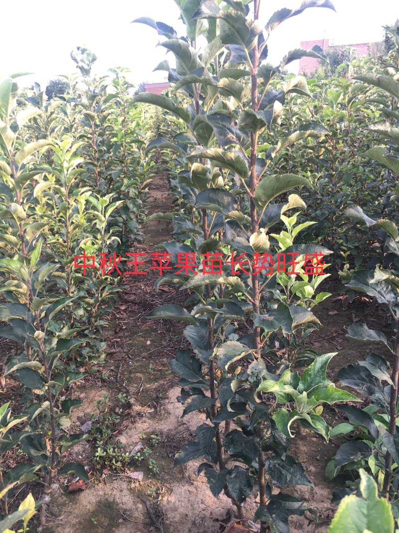 大量出售2年生中秋王苹果苗，八棱海棠砧木嫁接