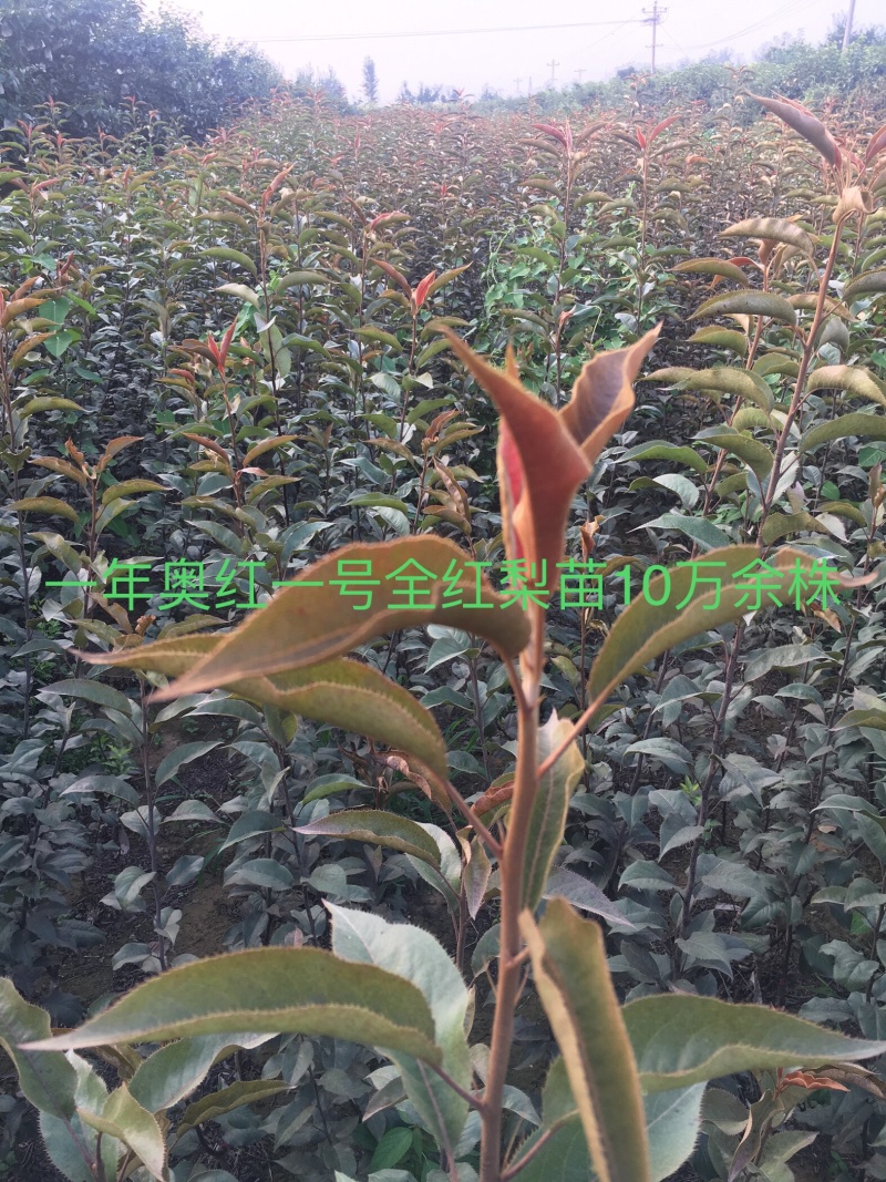 一年生奥红一号全红梨苗，杜梨砧木，1公分起