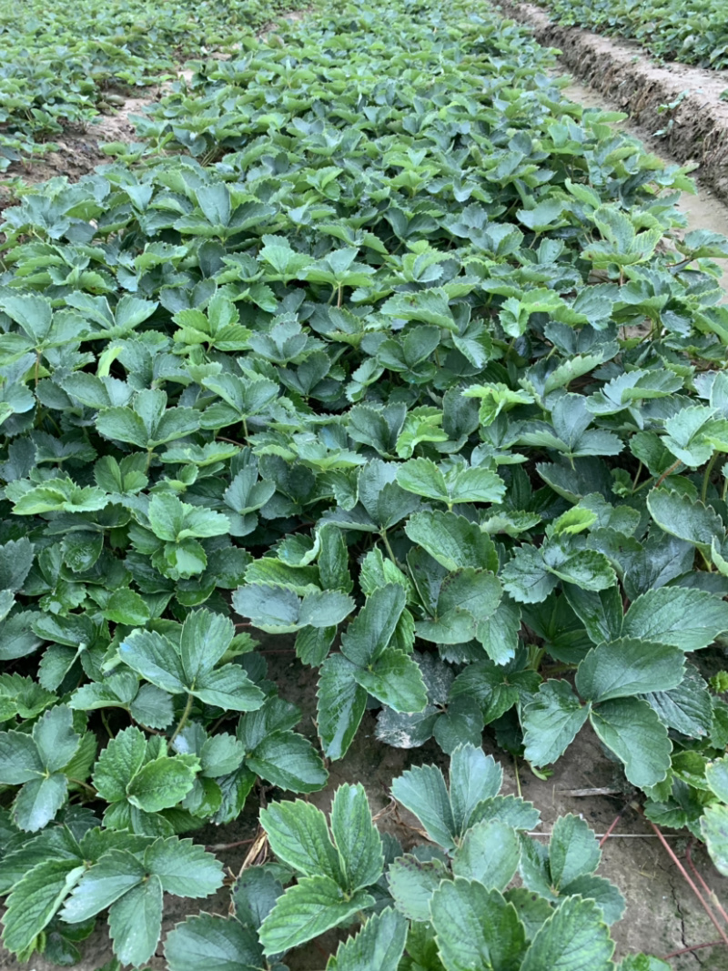 2019年优质高产红颜草莓苗开始预订了