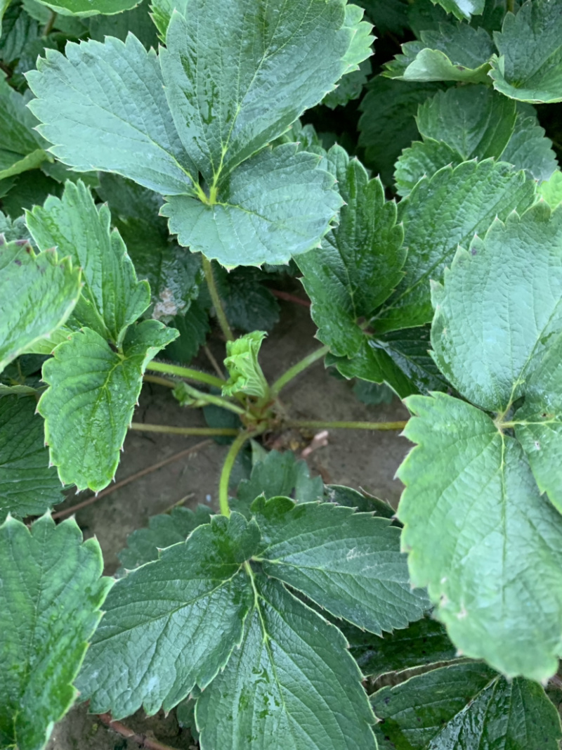 2019年优质高产红颜草莓苗开始预订了
