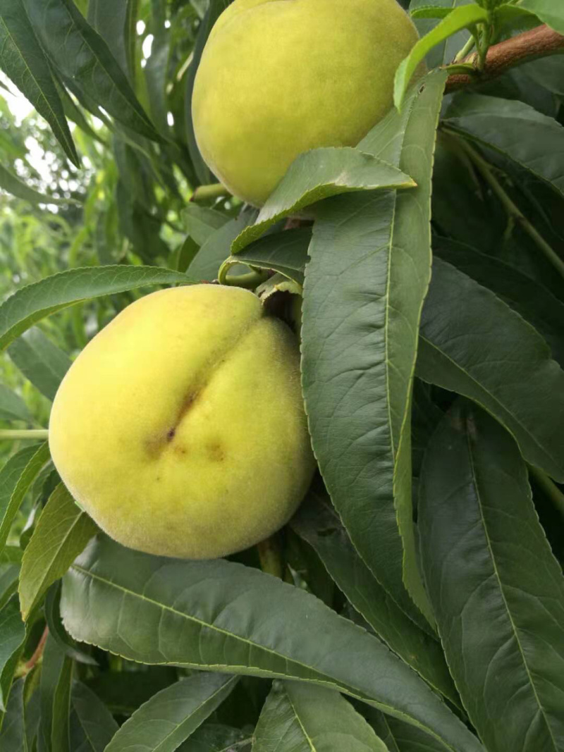 黄金冠150亩桃园整体转让