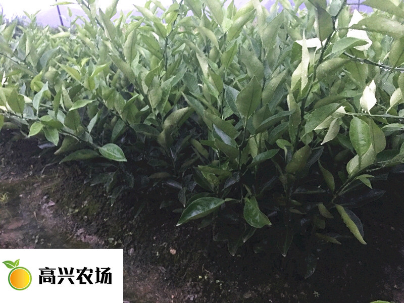 明日见柑橘苗象山正宗柑橘苗明日见枝条