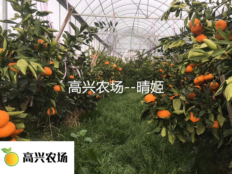 明日见柑橘苗象山正宗柑橘苗明日见枝条