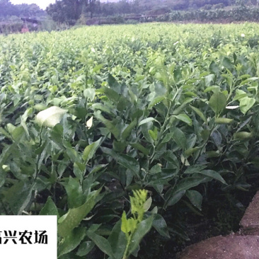 明日见柑橘苗象山正宗柑橘苗明日见枝条
