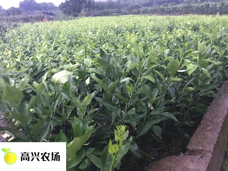 明日见柑橘苗象山正宗柑橘苗明日见枝条