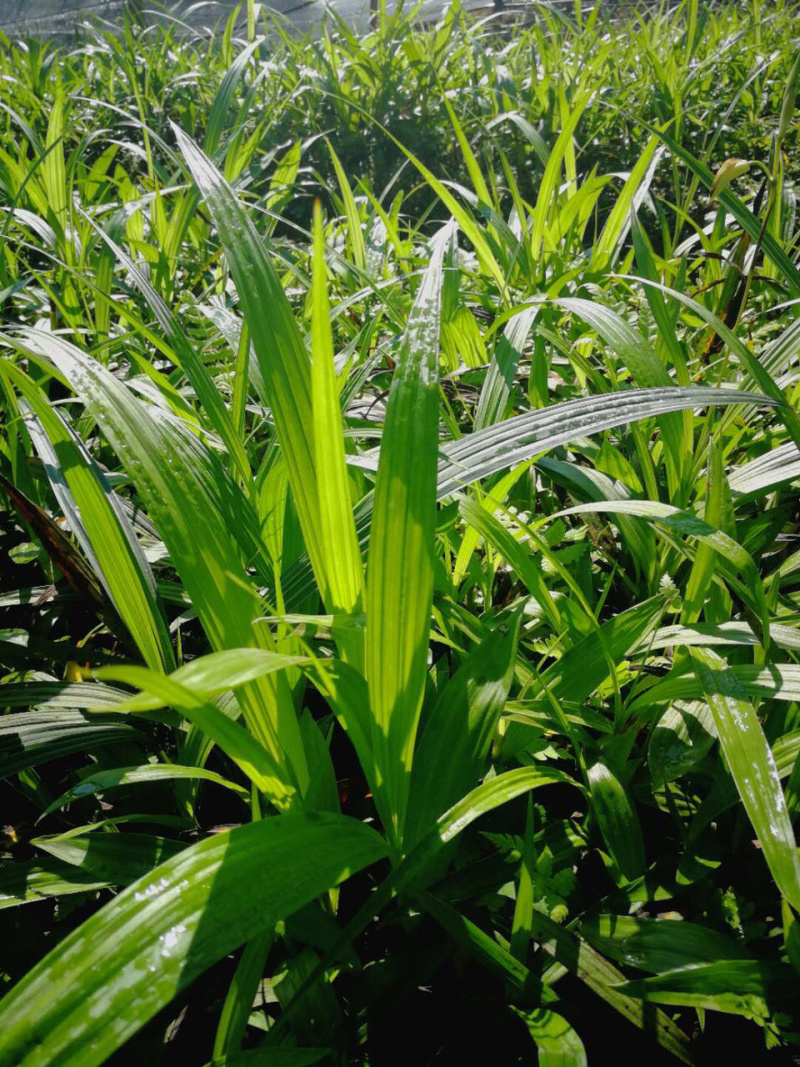 紫花三叉白芨种苗两年白芨苗价格白芨批发