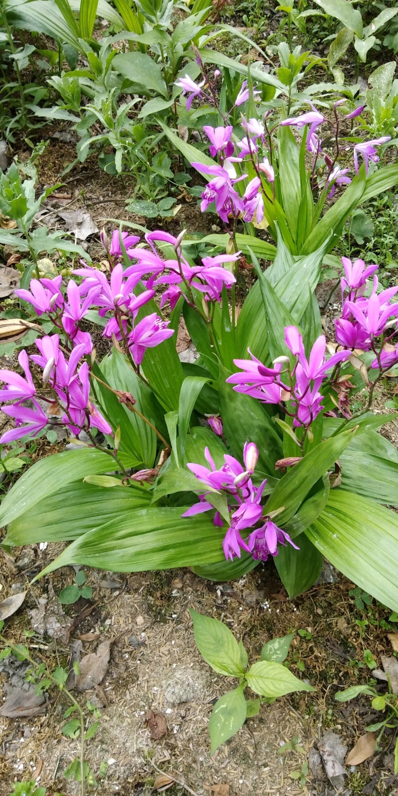 紫花三叉白芨种苗白芨驯化苗白芨苗批发包技术