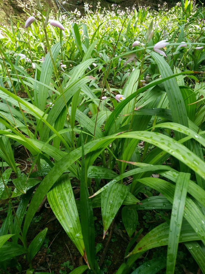 紫花三叉白芨种苗白芨驯化苗白芨苗批发包技术
