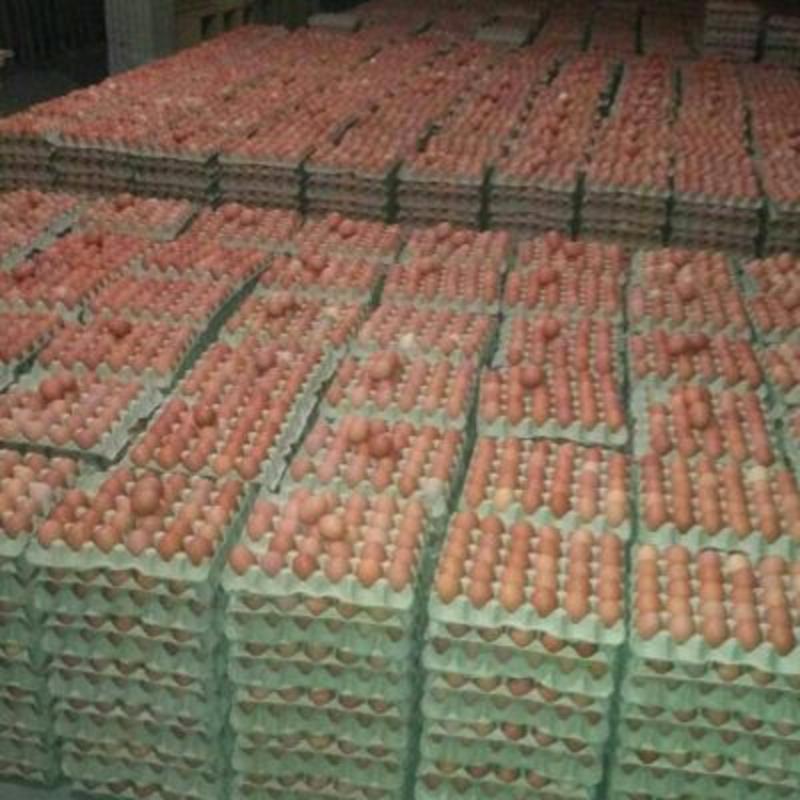 【现捡现发】厂家直销无抗谷物蛋红蛋货源稳定360枚装