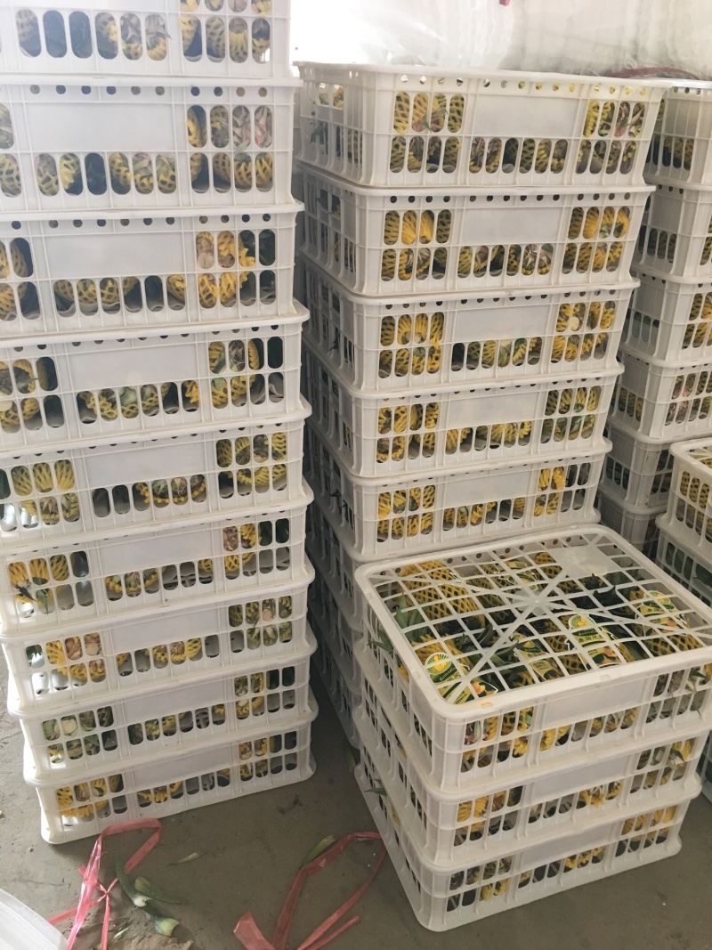 云南西双版纳凤梨基地各大电商微商，0.8公斤以上青果
