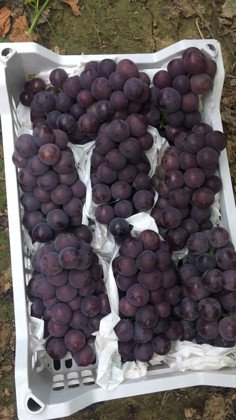 河北葡萄，藤稔乒乓球，藤稔葡萄，夏黑，玫瑰香