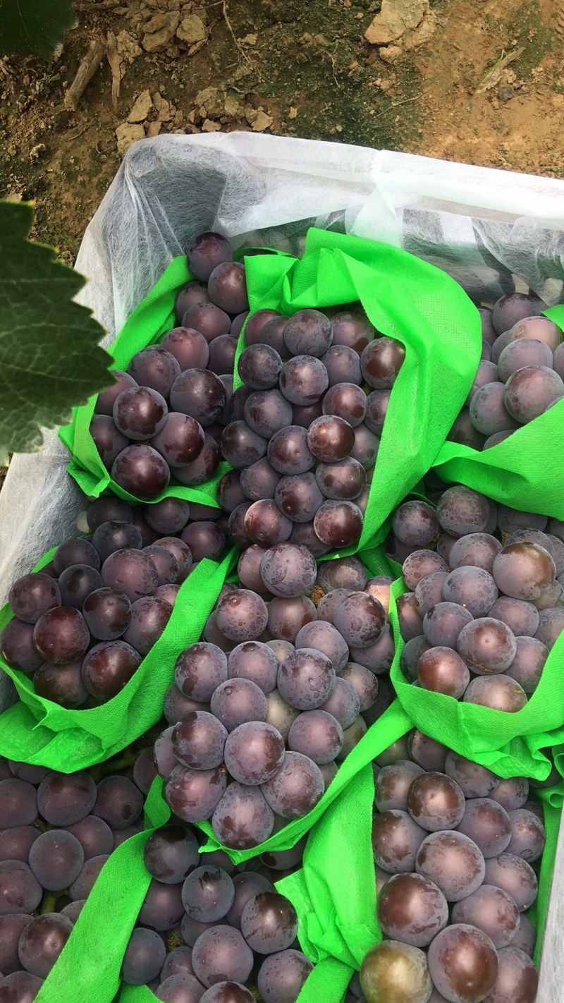 河北葡萄，藤稔乒乓球，藤稔葡萄，夏黑，玫瑰香
