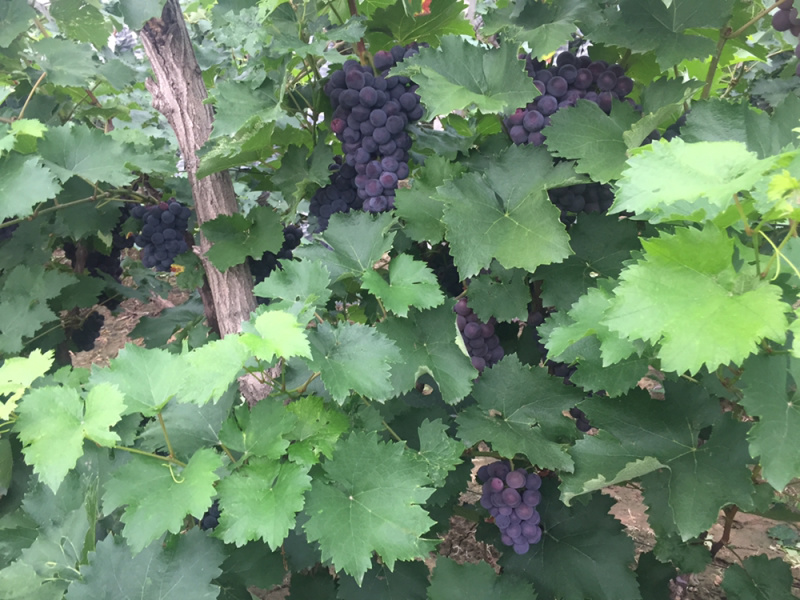 大量出售140葡萄，量大从优