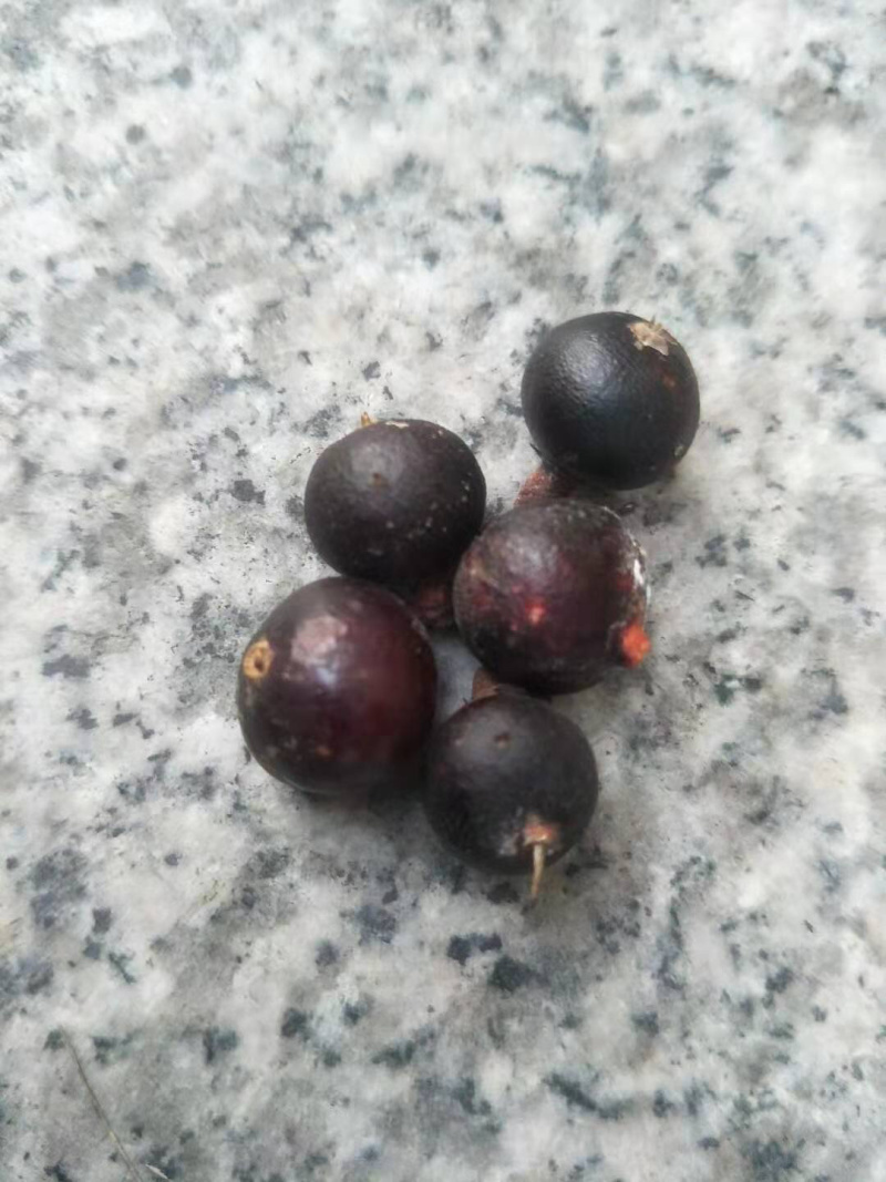 南洋楹种子批发产地直发质量优质种苗好