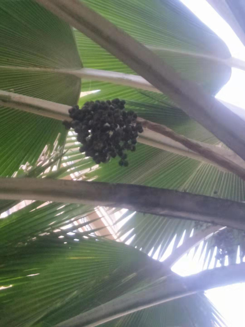 南洋楹种子批发产地直发质量优质种苗好