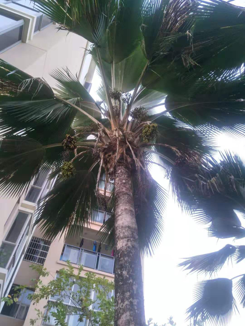 南洋楹种子批发产地直发质量优质种苗好