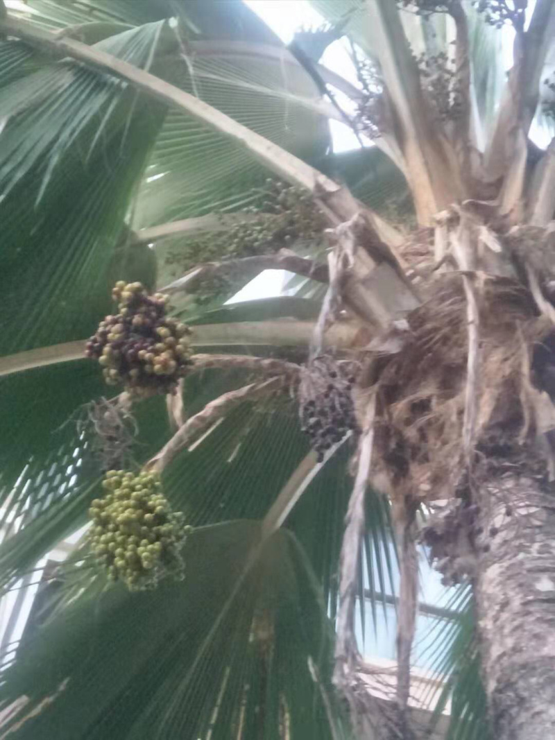 南洋楹种子批发产地直发质量优质种苗好
