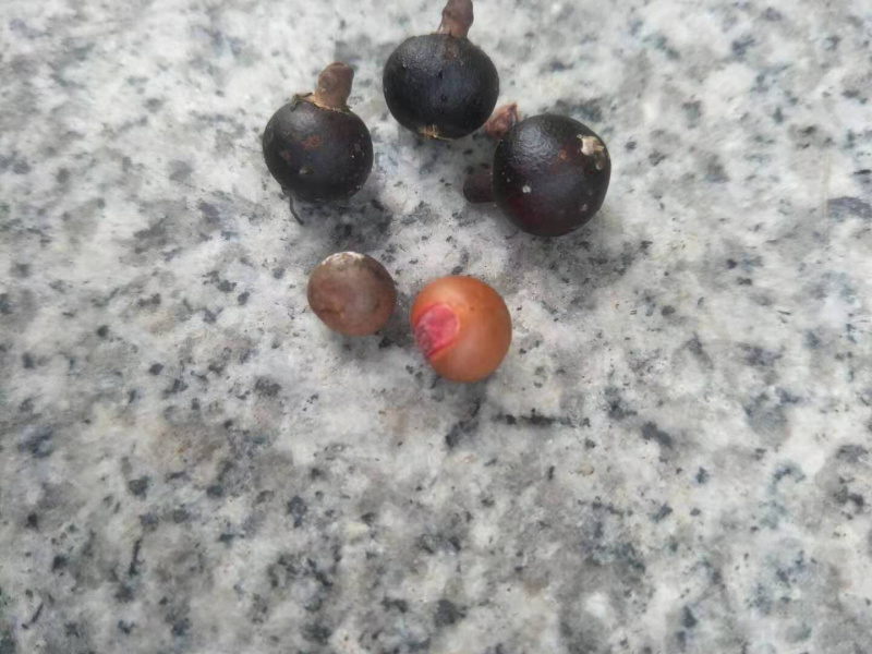 南洋楹种子批发产地直发质量优质种苗好