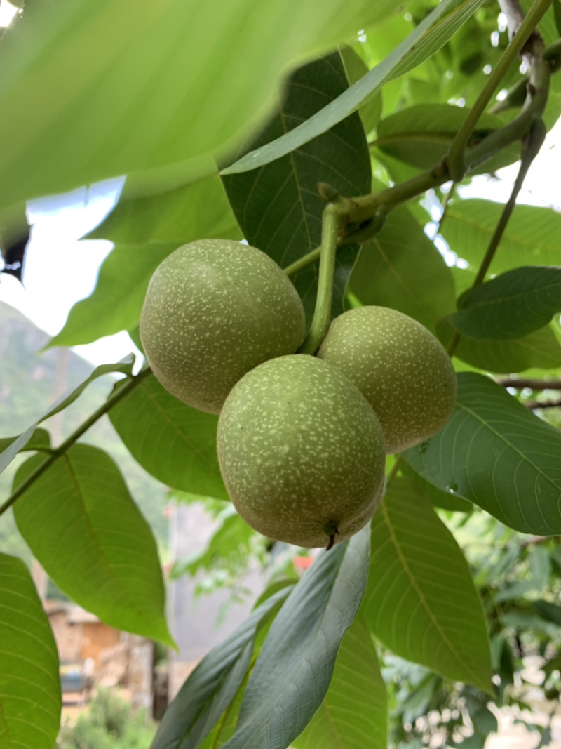 铁核桃大量出售铁核桃。