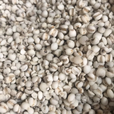 薏米，糯米薏米，香糯，龙岩适中特产