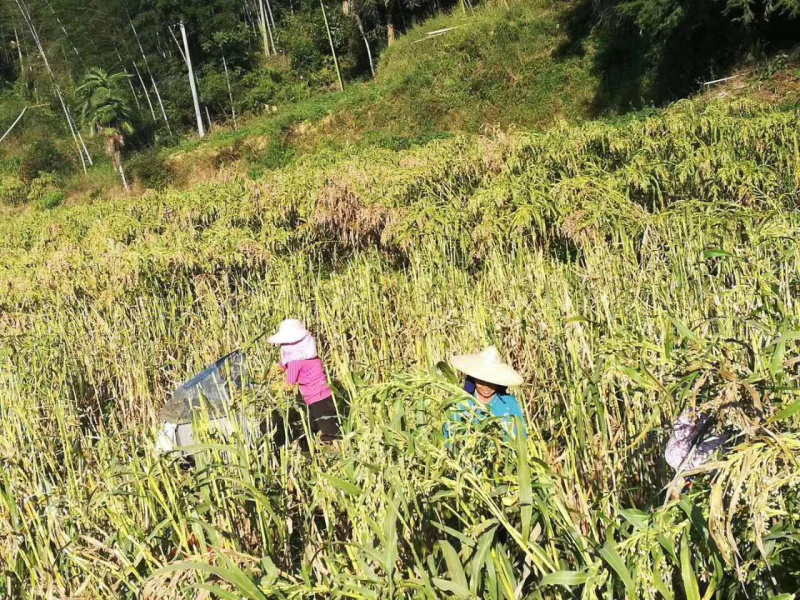 薏米，糯米薏米，香糯，龙岩适中特产