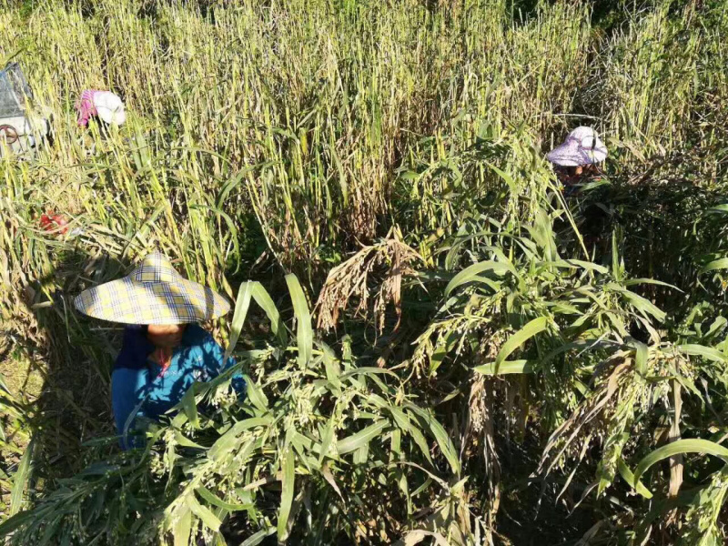 薏米，糯米薏米，香糯，龙岩适中特产