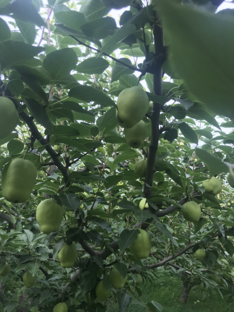 早酥梨已经到了采摘季节