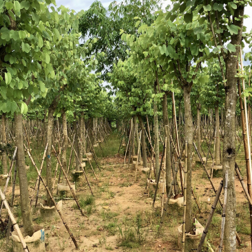 红花紫荆12公分