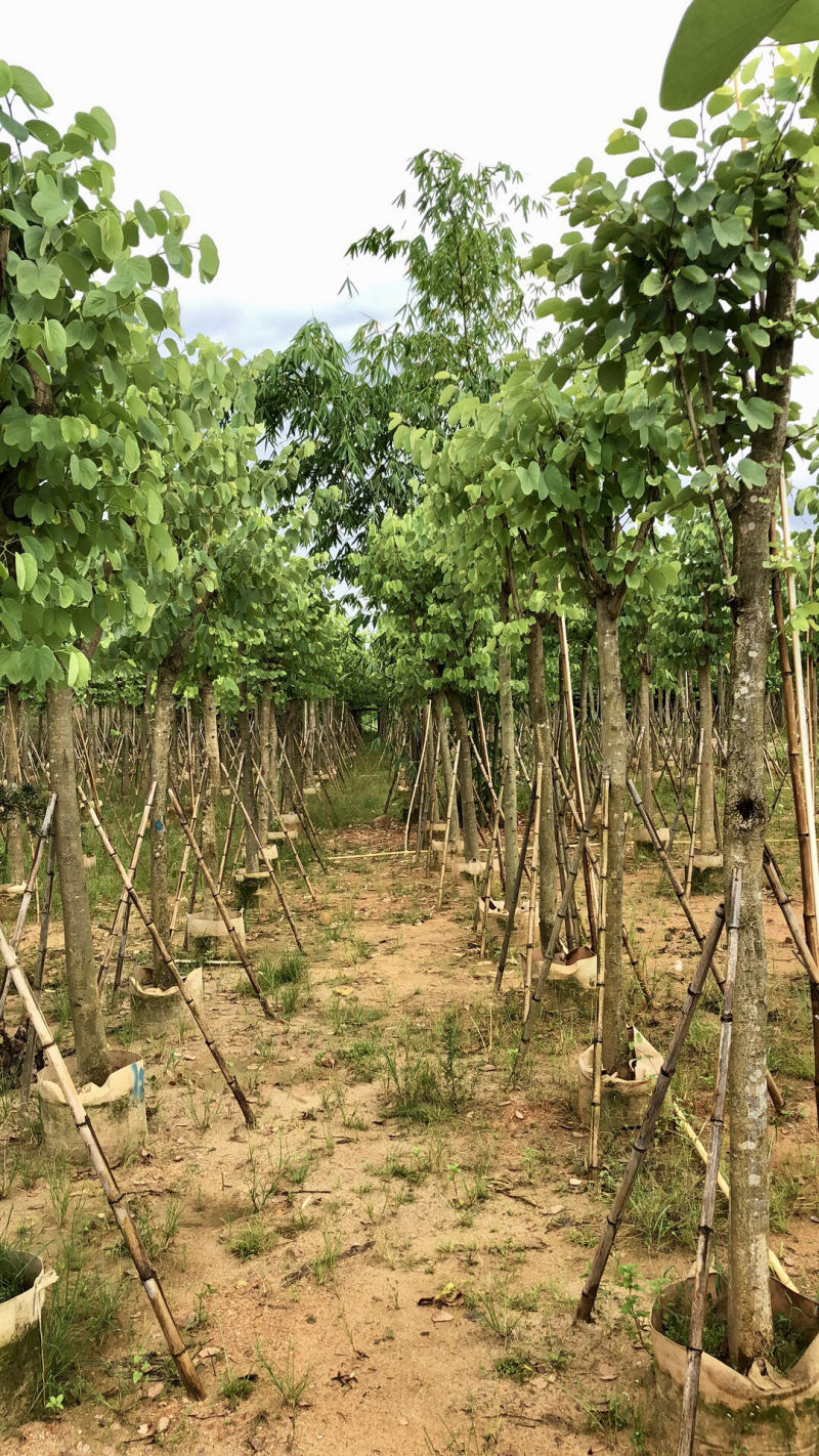 红花紫荆12公分