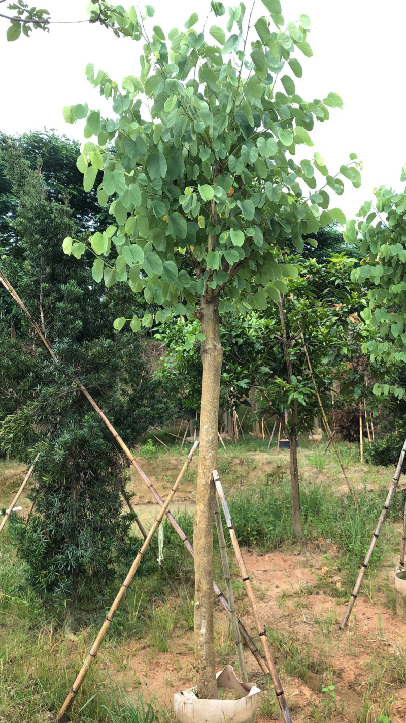 红花紫荆12公分