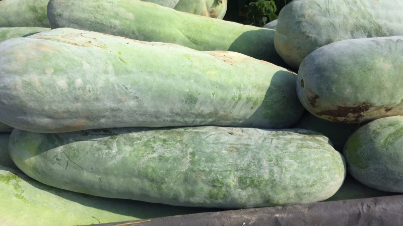 粉皮东瓜