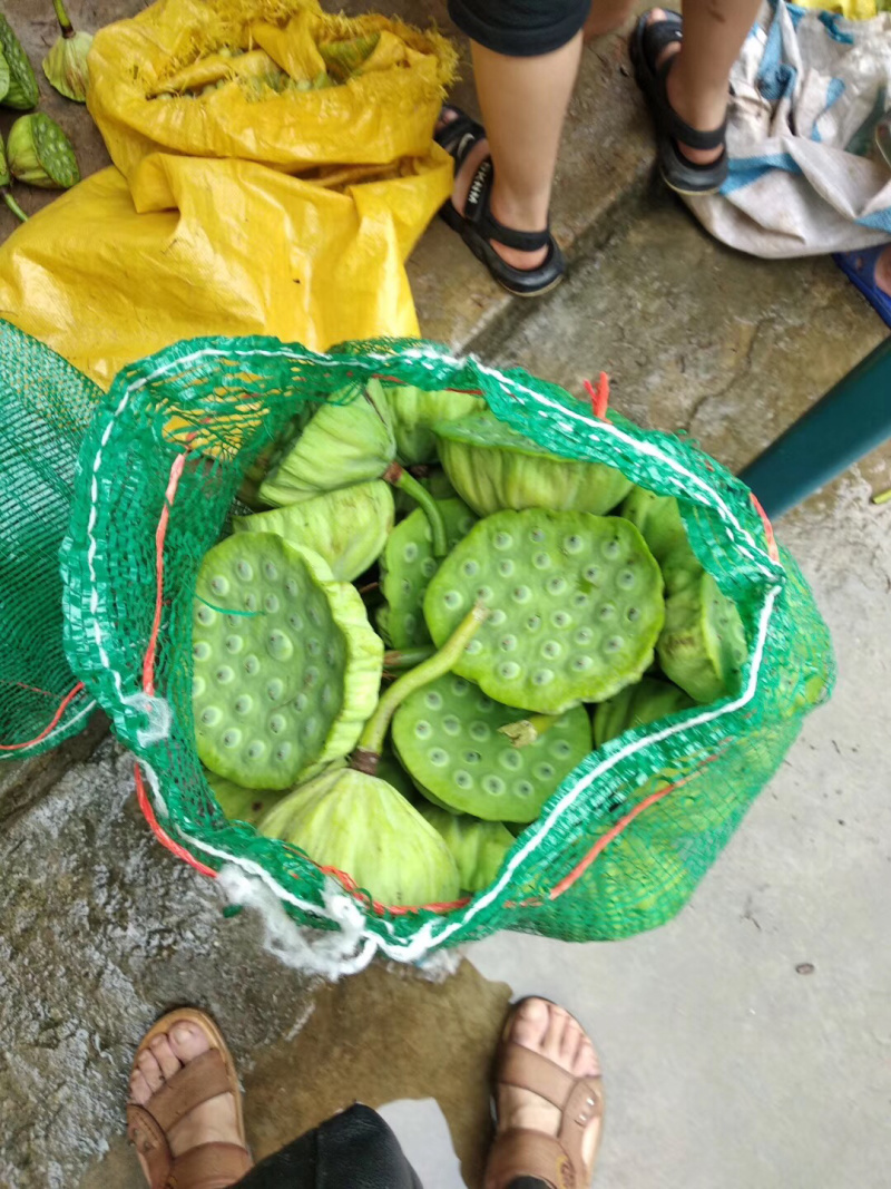 新鲜莲蓬产地供应，质优价廉，可一件代发