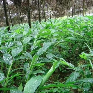 大量草果苗出售，草果苗40~90cm