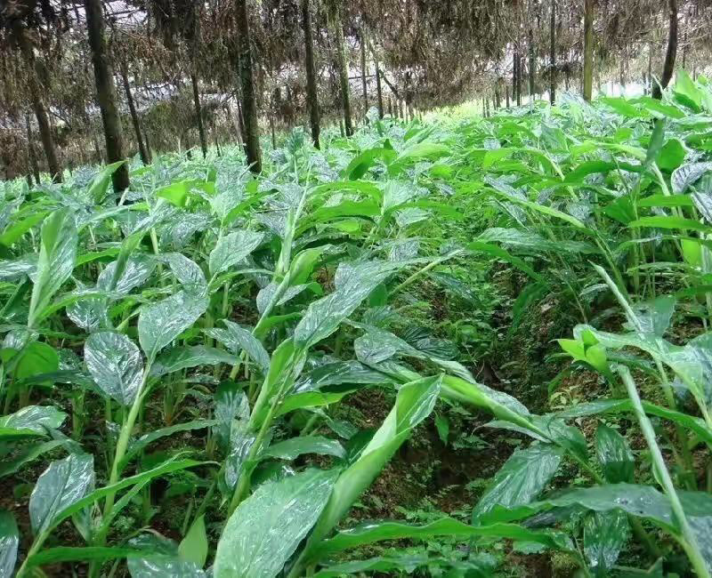 大量草果苗出售，草果苗40~90cm