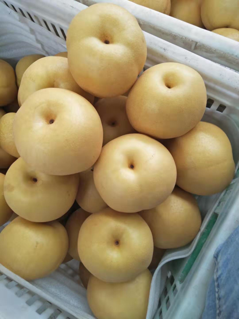 纯母梨，欢迎各渠道来搞。值得超市拥有。