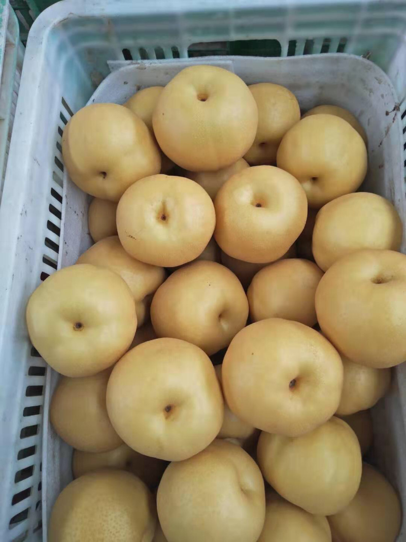 纯母梨，欢迎各渠道来搞。值得超市拥有。