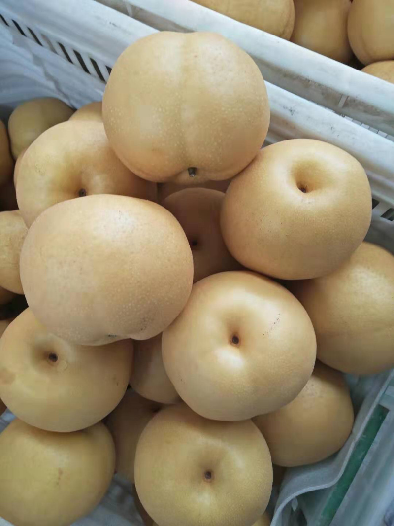 纯母梨，欢迎各渠道来搞。值得超市拥有。