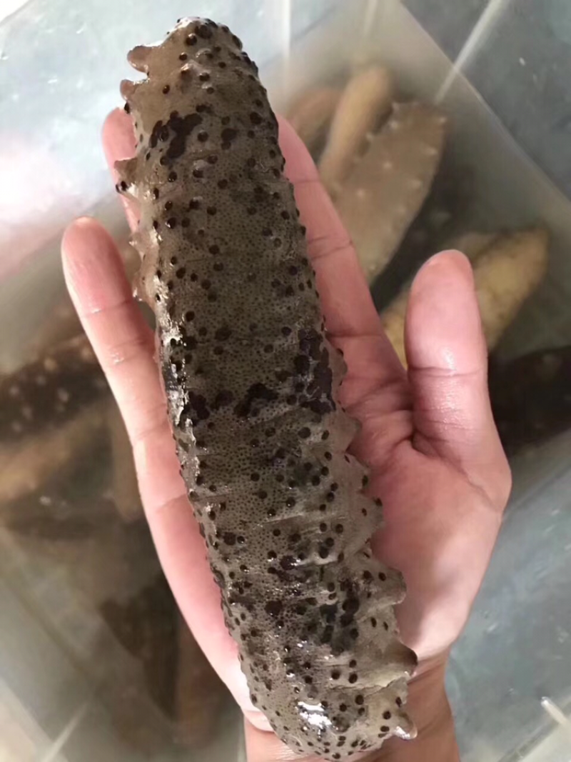 海参，古巴参12头一斤