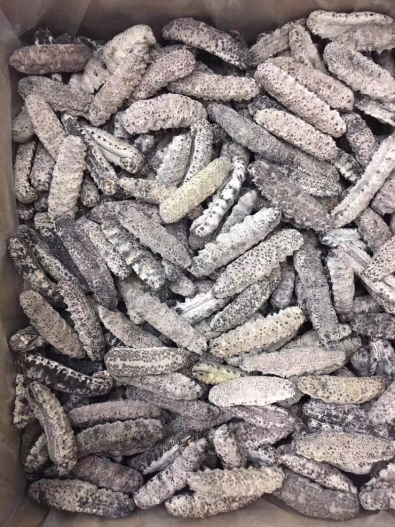 海参，古巴参12头一斤